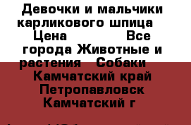 Девочки и мальчики карликового шпица  › Цена ­ 20 000 - Все города Животные и растения » Собаки   . Камчатский край,Петропавловск-Камчатский г.